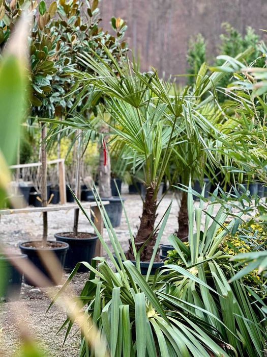 Plante Decorative Viguroase – Verificare Video și Montaj pe Loc