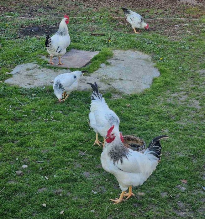Петлета и кокошки