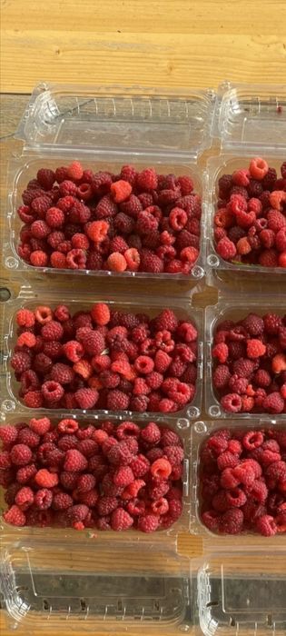 Drajoni( butași) zmeură HIMBOTOP,POLKA și mure remontante