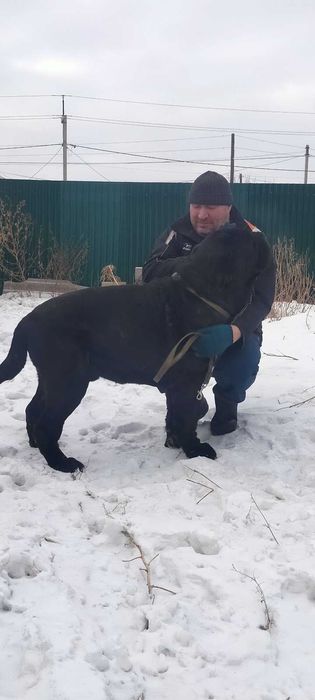 Породные щенки мастино