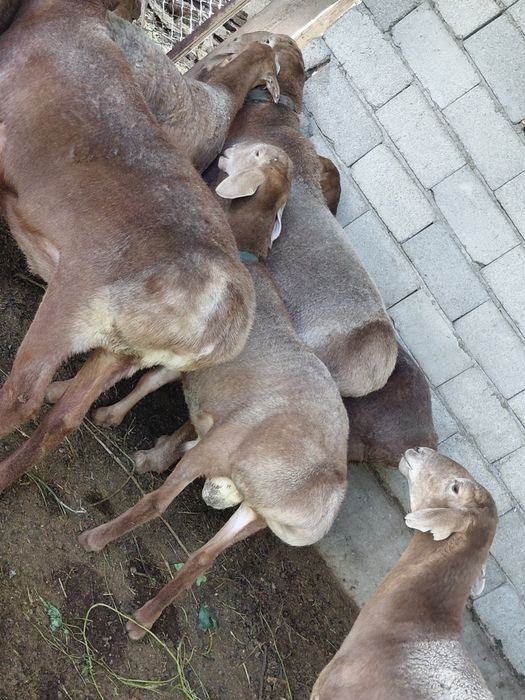 Кошкар козы линя