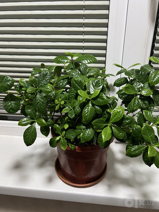 СКИДКА комнатных цветок Гардения Gardeniya Adaptatsyadan o'tgan tayyor