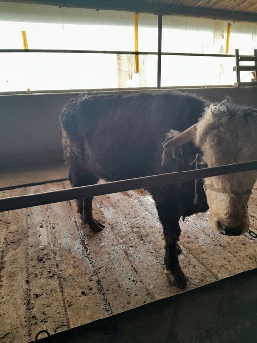 Бука сатылады саудасы бар