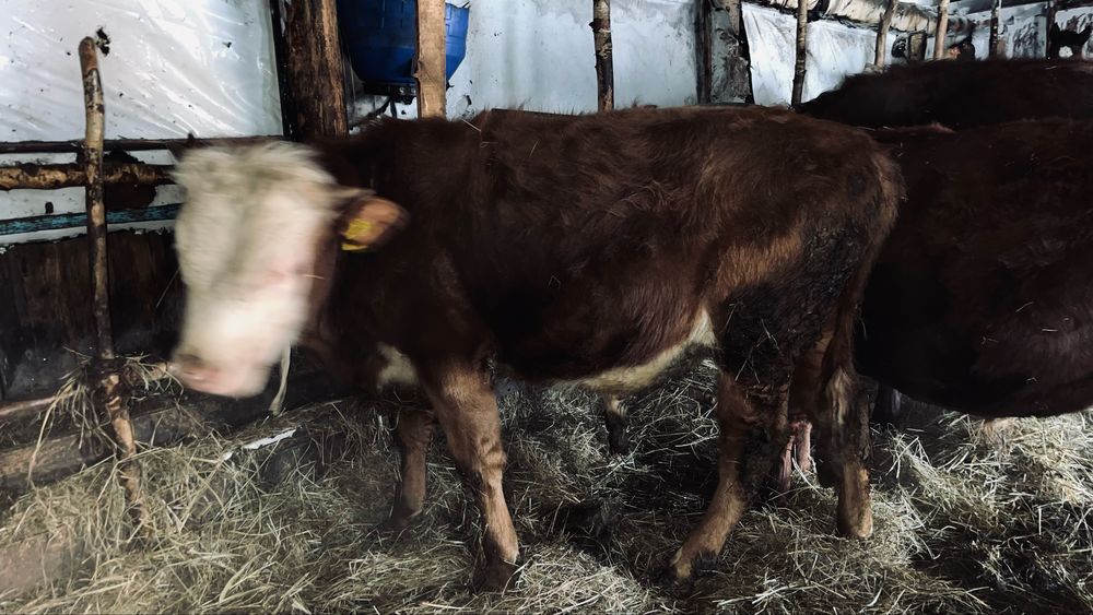 Прожам 2 бычка годовалых