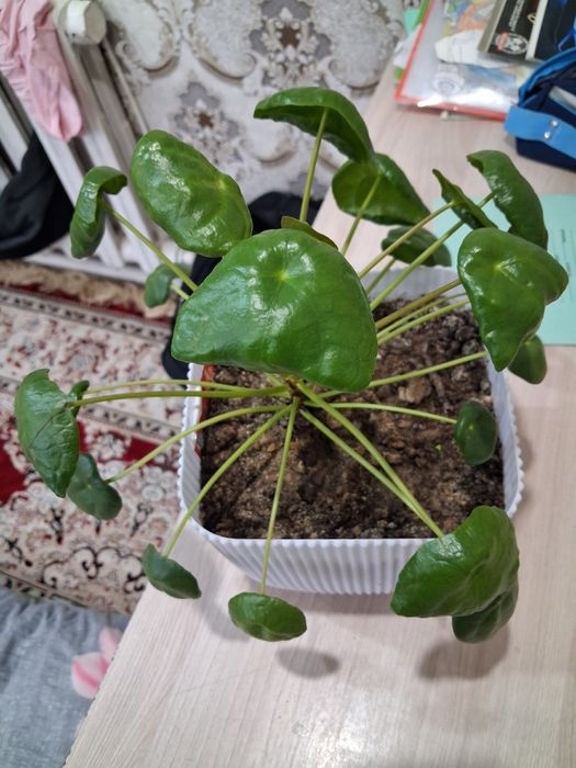 Пилея пеперомиевидная