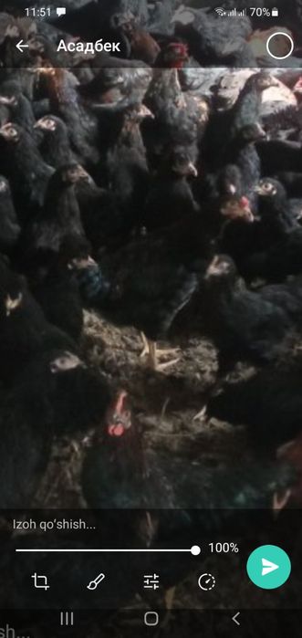 Qora tovuq qora shaxzoda