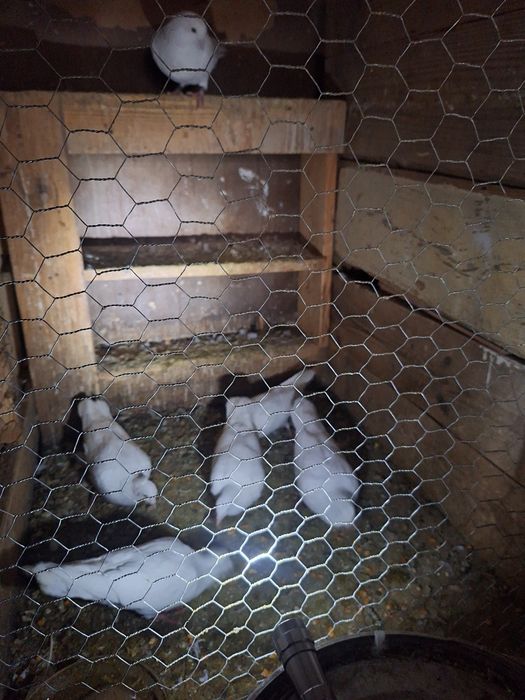 30  de lei bucata albi