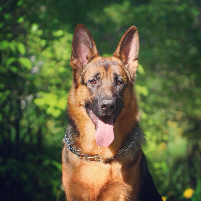 Щенки немецкой овчарки