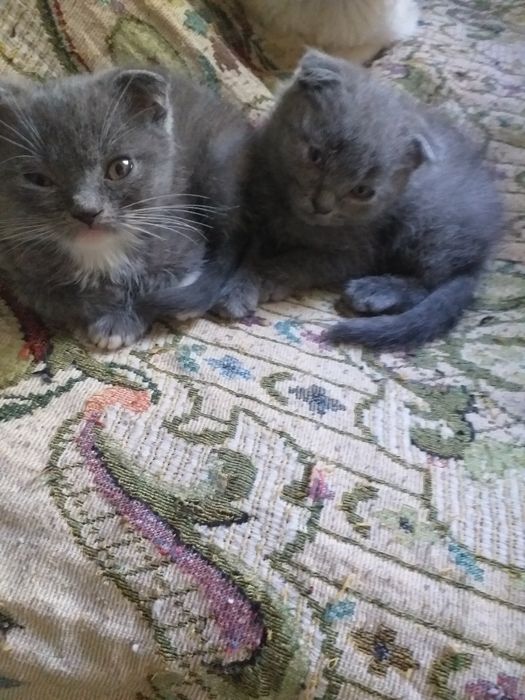 Продам котят очаровательных