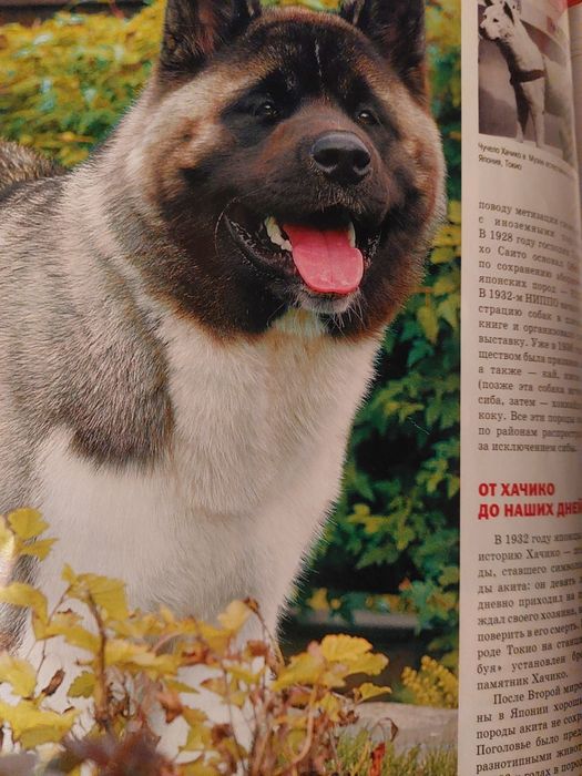 Американская Акита