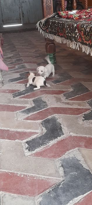 Чихуахуа пародали ит болалари сотилади