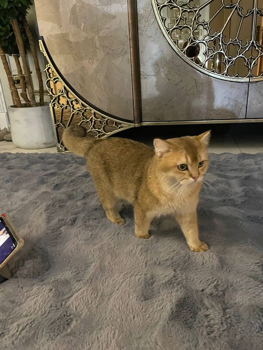 Scotish strayt tekirovinniy shinshilla 1yosh ogil bola  soglom 150 kam