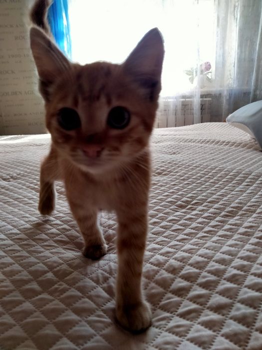 отдам котенка в добрые руки