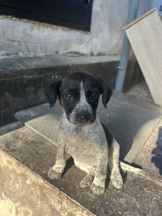 Отдам щенка девочка