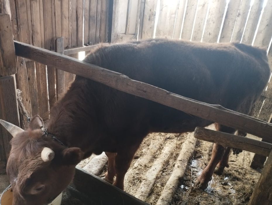 Продам бычка с откорма