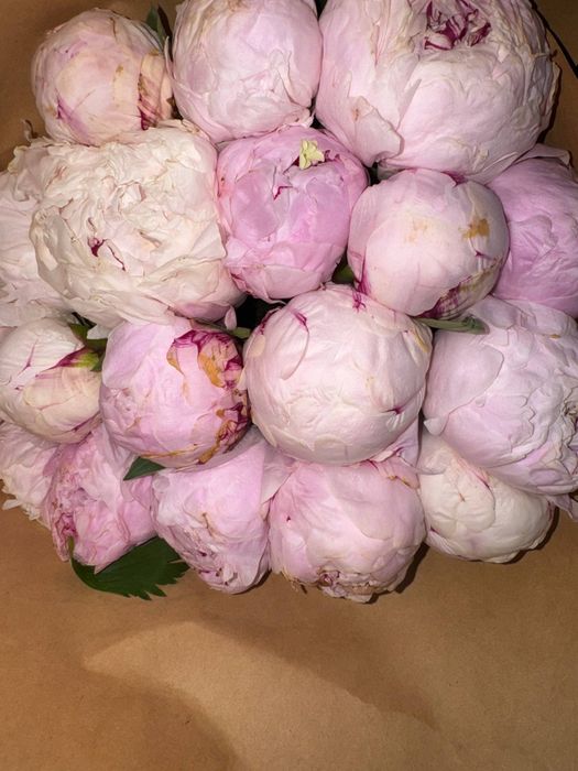 Пионы в наличии.