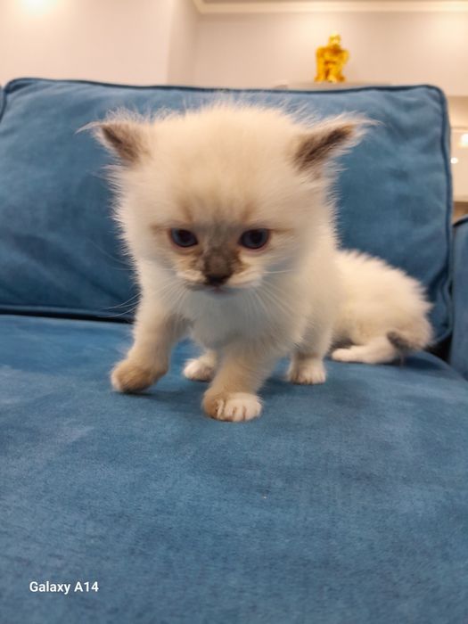 Продаётся  Регдоллчики!!!