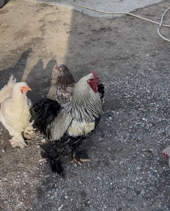 Срочно Продам Брама