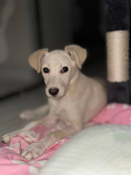 Пристраиваются щенки