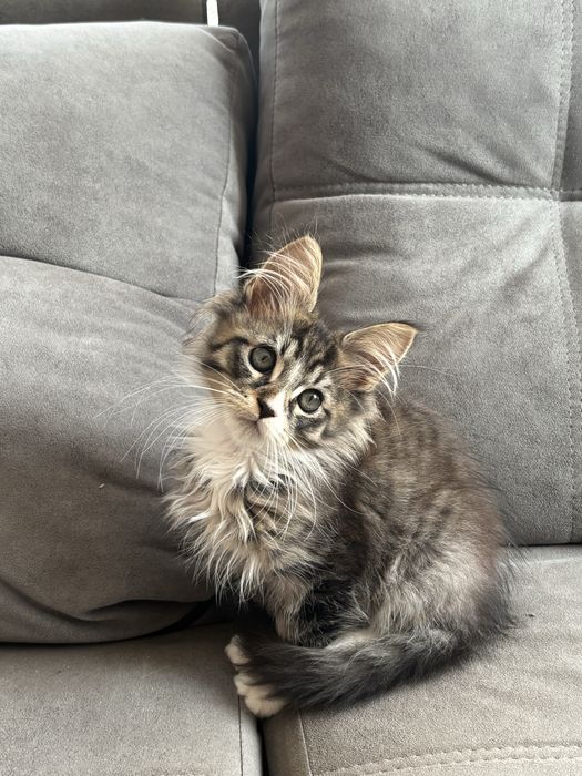 Котенок мейн-кун