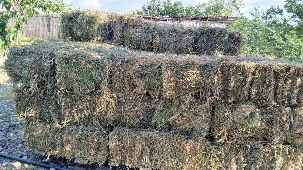 Vand baloti  lucerna