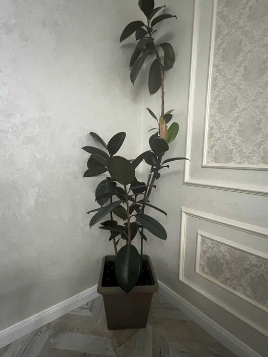 Фикус Мелани каучуковый