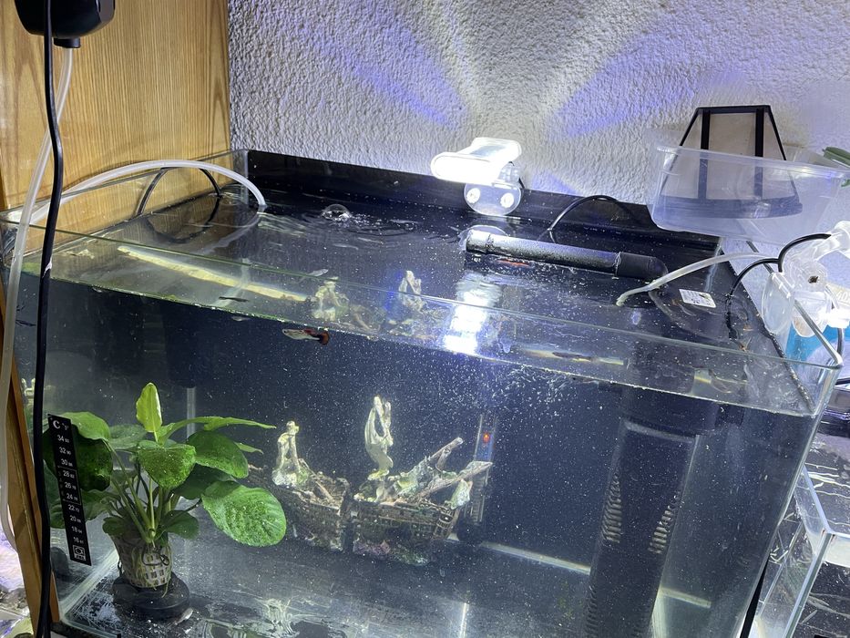 Acvariu 50 litri