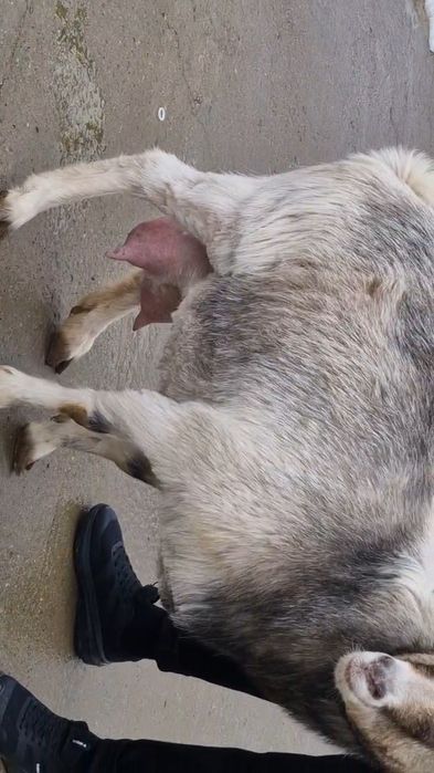 Коза ешкі Коза ешкі