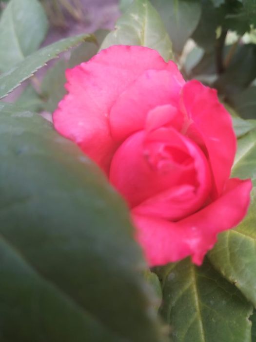 Продам дачу в садовом обществе Горизонт Горизонт