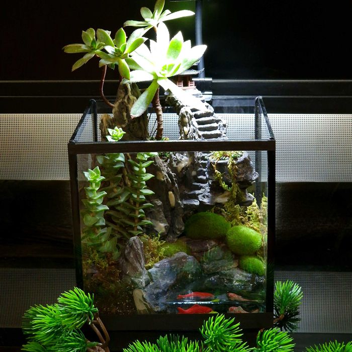 Флорариум, суккуленты