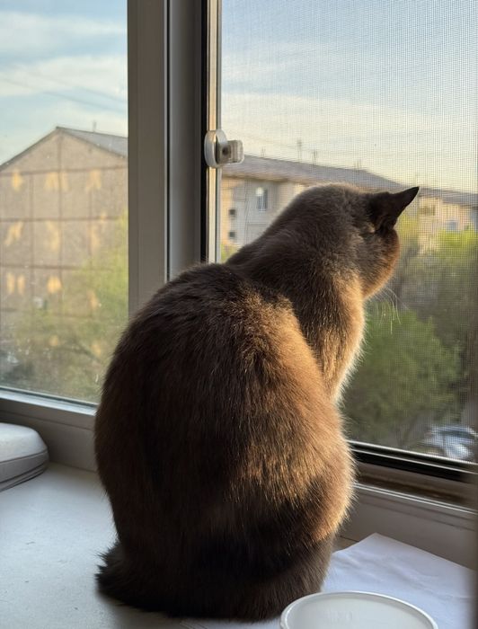 Отдаю кошку в добрые руки