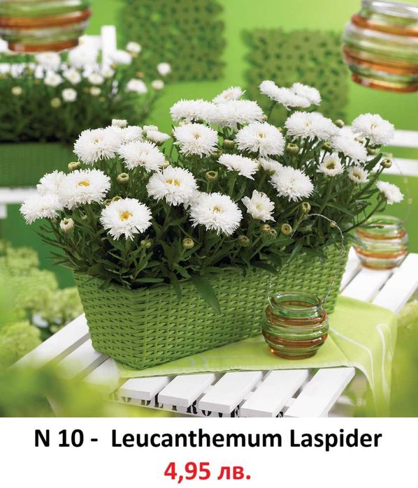 Многогодишни Градниски Цветя – ЦЕНА 4,95 лв./бр.