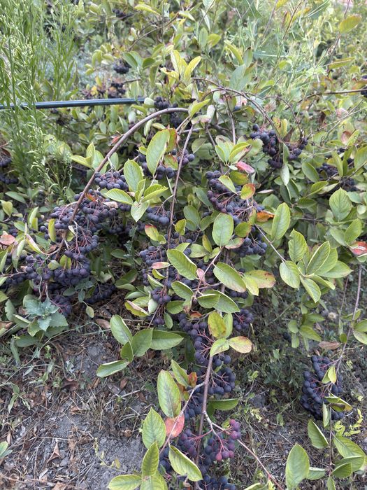 Vand Aronia proaspata