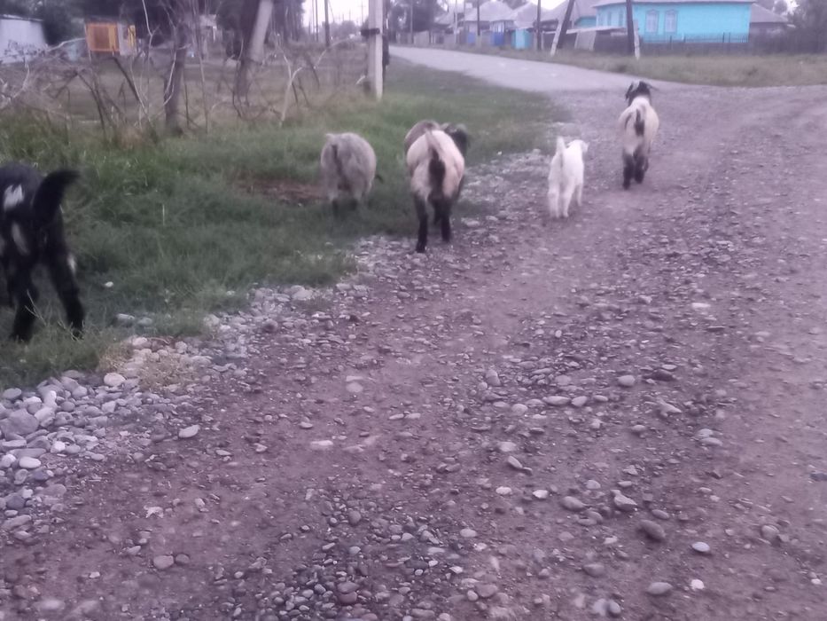 Жирных козы продам