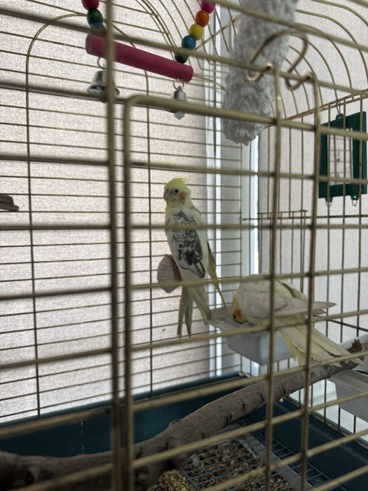 Продам  попугаев