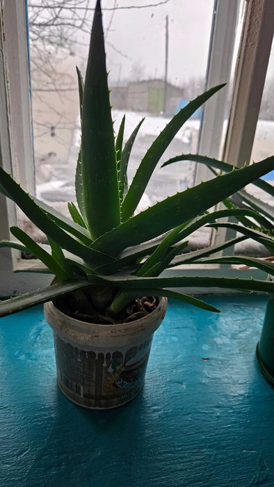 Продаю цветы алоэ, 3-х летник
