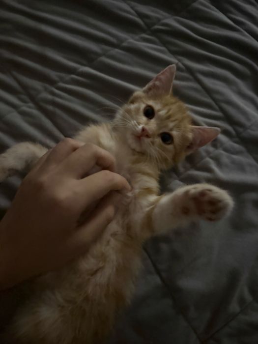 Милый котик ищет заботливый хозяев