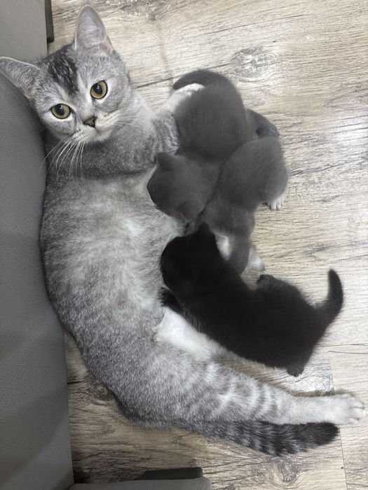 Мушукчалар сотилади