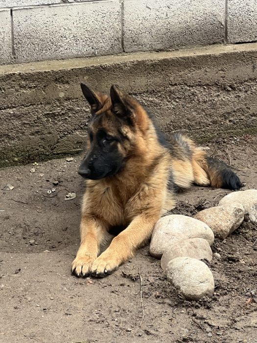 Проодам немецкую овчарку