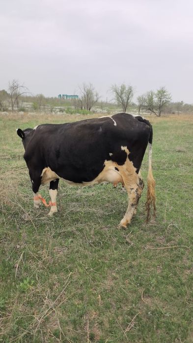 Продаю корову. Сиыр сатамын.