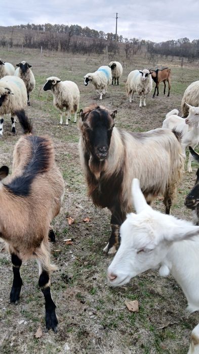 Vând tap bun mare