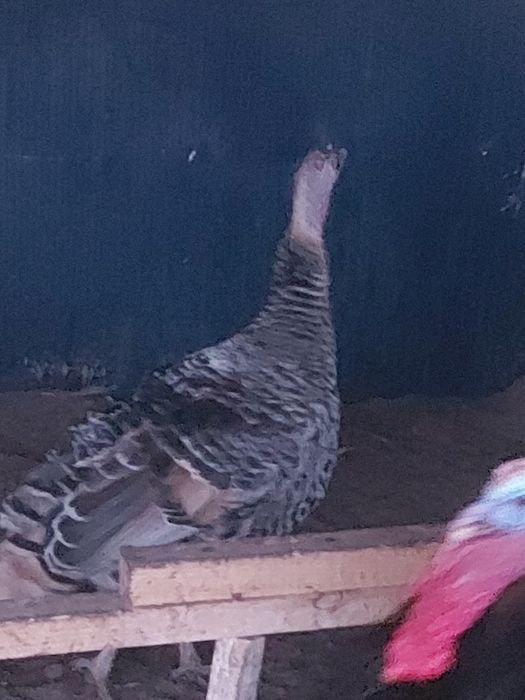 Инкубационное яйцо индюка