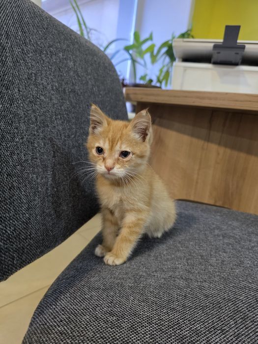 Котята 2 месяца ищут дом