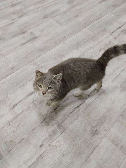 Кошка домашняя, послушная