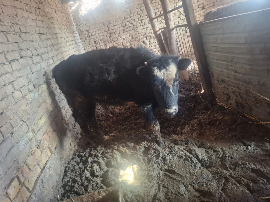 Екі ұрғашы баспақ