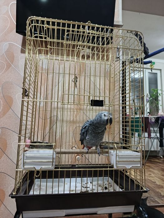 Продается попугай жако