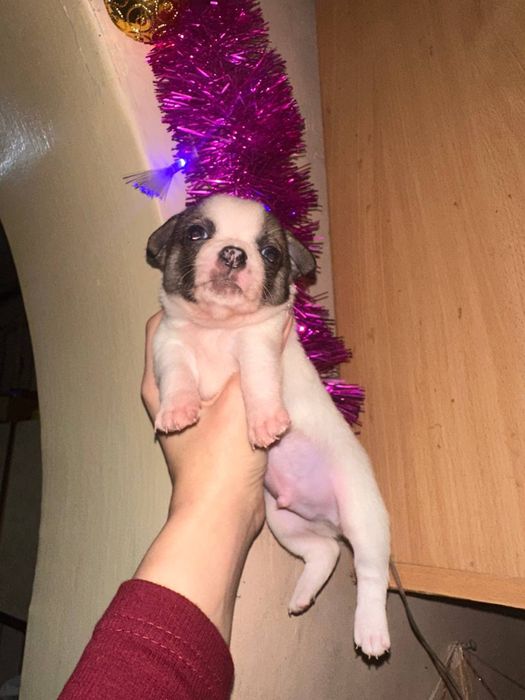 Щенки чихуахуа родились 25 ноября