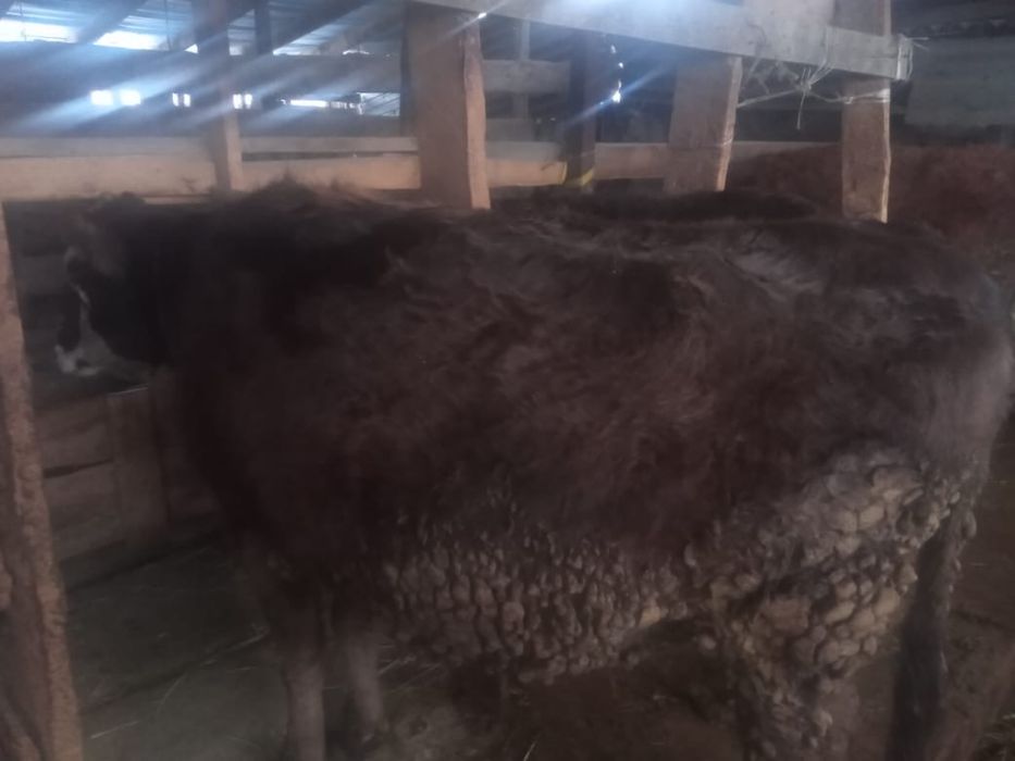 Сиырлар сатылады