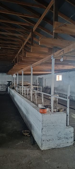 Откорм база Астана