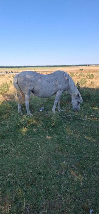 Iapa de vânzare, mânz în burta